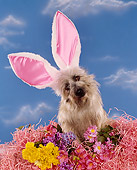 DOG 02 RK0136 05
Cairn Terrier Sitting In Flowers Wearing Rabbit Ears Blue Clouds Background