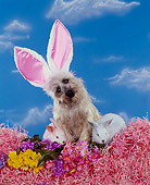 DOG 02 RK0139 08
Cairn Terrier Sitting By Flowers And Pink And Blue Rabbits Wearing Rabbit Ears Blue Clouds Background