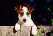 DOG 02 RK0148 04
Head Shot Of Jack Russell Terrier Leaning On Fence