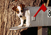 DOG 02 RK0149 03
Jack Russell Terrier Laying In Mailbox By Tree