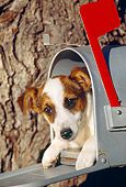 DOG 02 RK0149 05
Jack Russell Terrier Laying In Mailbox By Tree