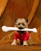 DOG 02 RK0162 03
Cairn Terrier Sitting With Bone