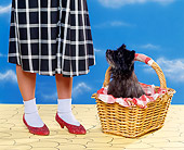 DOG 02 RK0167 09
Cairn Terrier Sitting In Basket Next To Dorthy