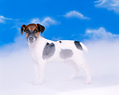 DOG 02 RK0169 03
Jack Russell Terrier  Standing Studio