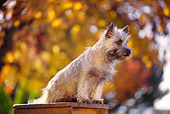 DOG 02 RK0173 08
Cairn Terrier Sitting On Top Of Ladder