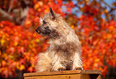DOG 02 RK0176 03
Cairn Terrier Sitting On Top Of Ladder