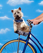 DOG 02 RK0177 07
Cairn Terrier Sitting In Bicycle Basket Studio