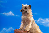 DOG 02 RK0179 05
Cairn Terrier Leaning On Basket Studio