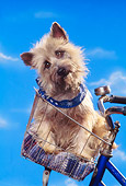 DOG 02 RK0184 13
Cairn Terrier Sitting In Bicycle Basket Studio