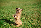 DOG 02 RK0206 02
Cairn Terrier Standing On Hind Legs Begging On Grass