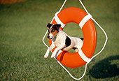DOG 02 RK0209 03
Jack Russell Terrier Jumping Through Orange Life Preserver On Grass