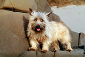 DOG 02 RK0215 02
Cairn Terrier Standing On Rocks At Beach