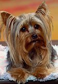DOG 02 RK0222 01
Close Up Head Shot Of Yorkshire Terrier Laying On Blanket Facing Camera Sunset Background