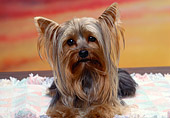 DOG 02 RK0223 01
Head Shot Of Yorkshire Terrier Laying On Blanket Facing Camera Sunset Background