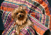 DOG 02 RK0228 04
Head Shot Of Miniature Yorkshire Laying In Colorful Cloth Facing Camera