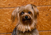 DOG 02 RK0229 02
Head Shot Of Miniature Yorkshire Terrier Facing Camera Wood Wall Background