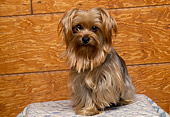 DOG 02 RK0230 01
Miniature Yorkshire Terrier Sitting On Light Blue Rug Facing Camera Wood Wall Background