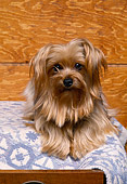 DOG 02 RK0231 01
Miniature Yorkshire Terrier Laying And Facing Camera On Light Blue Rug Wood Wall Background