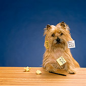 DOG 02 RK0234 12
Cairn Terrier At Desk With Posted Notes On Fur Studio