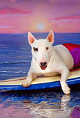DOG 02 RK0235 03
Bull Terrier Laying On Surfboard Wearing Trunks Ocean Background