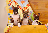 DOG 02 RK0282 18
Three Bull Terrier Dogs Sitting In Chest With Quilt Studio