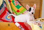 DOG 02 RK0284 01
Bull Terrier Laying In Wood Chest With Quilt Studio