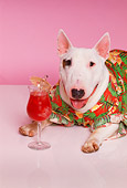 DOG 02 RK0301 02
Humorous Shot Of Bull Terrier Laying Wearing Shirt Next To Drink Pink Seamless Studio