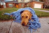 DOG 02 RK0312 04
Head Shot Of Airedale Terrier Laying With Blanket By Sidewalk And Grass