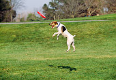 DOG 02 RK0333 21
Fox Terrier Jumping In Air Catching Frisbee At Park