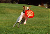 DOG 02 RK0333 29
Fox Terrier Jumping In Air Catching Frisbee At Park