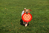 DOG 02 RK0334 01
Fox Terrier Walking With Frisbee In Mouth On Grass
