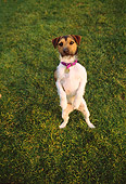 DOG 02 RK0338 02
Jack Russell Terrier Standing On Hind Legs On Grass