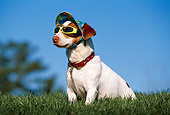 DOG 02 RK0339 18
Humorous Jack Russell Terrier Wearing Hat And Sunglasses Sitting On Grass Blue Sky