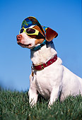 DOG 02 RK0339 24
Humorous Jack Russell Terrier Wearing Hat And Sunglasses Sitting On Grass Blue Sky