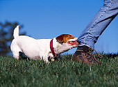 DOG 02 RK0342 03
Jack Russell On Grass Pulling On Jeans From Person Walking