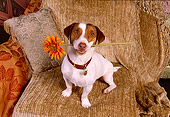 DOG 02 RK0347 06
Jack Russell Sitting On Brown Chair With Flower In Mouth