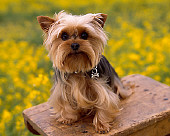 DOG 02 RK0353 03
Yorkshire Terrier Sitting On Wooden Table