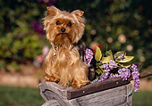 DOG 02 RK0355 16
Yorkshire Terrier Sitting In Wheelbarrel With Purple Flowers