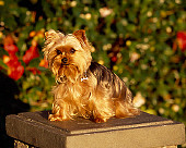 DOG 02 RK0356 01
Yorkshire Terrier Sitting On Pedastal