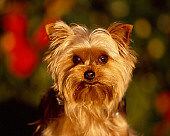 DOG 02 RK0358 02
Head Shot Of Yorkshire Terrier