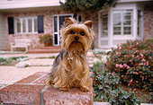 DOG 02 RK0359 04
Yorkshire Terrier Sitting On Bricks House Background