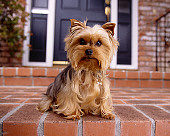 DOG 02 RK0360 01
Yorkshire Terrier Sitting On Brick Floor