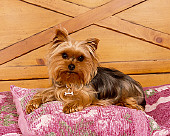 DOG 02 RK0365 03
Yorkshire Terrier Laying On Pink Quilt