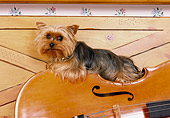 DOG 02 RK0366 03
Yorkshire Terrier Sitting On Cello