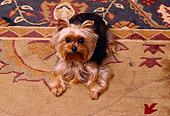 DOG 02 RK0369 01
Yorkshire Terrier Looking Up At Camera On Oriental Rug