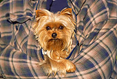 DOG 02 RK0370 07
Head Shot Of Yorkshire Terrier Being Held By Person In Plaid Shirt