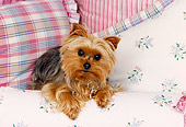 DOG 02 RK0371 05
Yorkshire Terrier Laying On Pillows