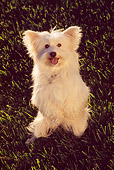 DOG 02 RK0392 01
Mixed Breed Terrier On Grass Sitting On Hind Legs
