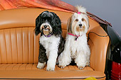 DOG 02 RK0395 01
Two Tibetan Terriers  Sitting On Couch