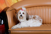 DOG 02 RK0396 01
Tibetan Terrier Laying On Couch